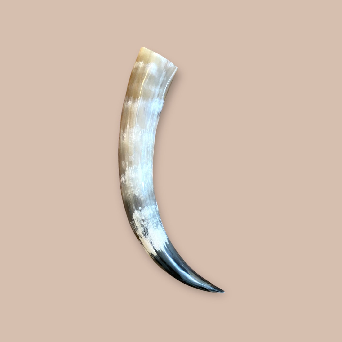 Viking Drinking Horn