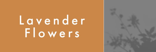 Mountain Viking Lavender Flower Extra Organic