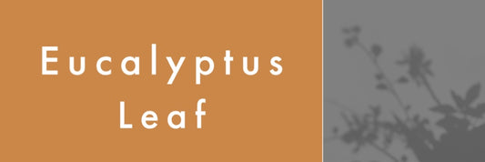 Mountain Viking Eucalyptus Leaf Organic