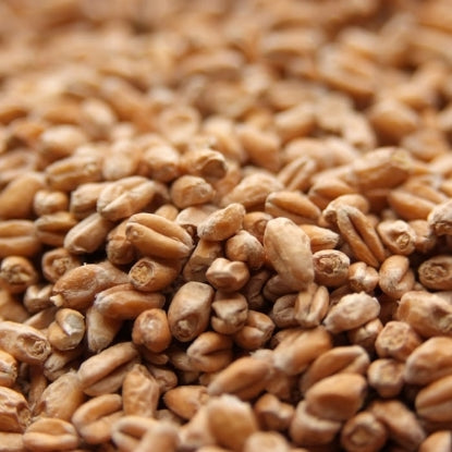 Weyermann® Pale Wheat Malt